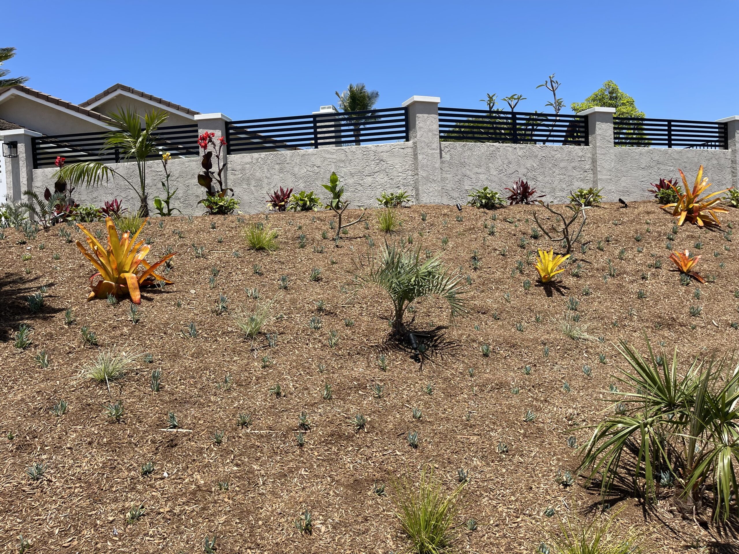A dry, mulch-covered garden with sparse plants under a clear blue sky.